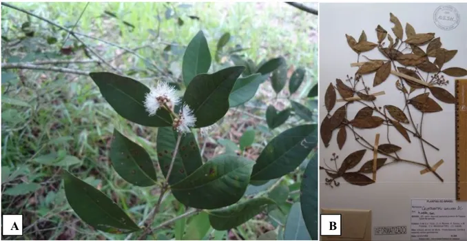 FIGURA 7: Foto de Calyptranthes concinna. A- detalhe: ramo e inflorescência. B- material herborizado examinado: A.M.G.A