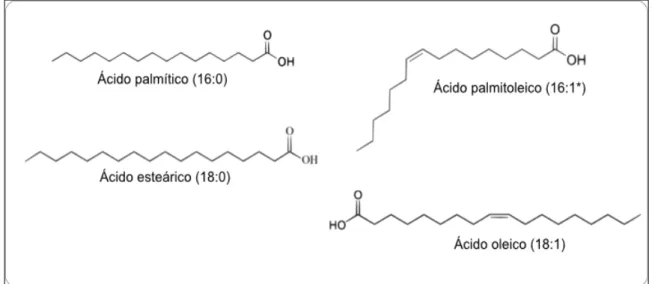 Figura 4: Variedade de ácidos graxos comumente produzidos pelas plantas. Ácido palmítico que não apresenta  ligação dupla entre seus 16 carbonos, Ácido palmitoléico com presença de uma ligação dupla entre o nono e décimo  carbono, Ácido esteárico com 18 ca