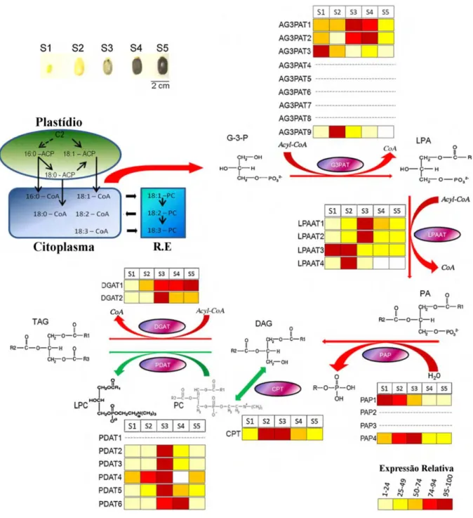 Figura 6: Via de biossíntese de Triacilgliceróis. Nos plastídios, citoplasma e R.E. acontecem diversas modificações  nas  cadeias  dos  ácidos  graxos,  como  formação  de  ligações  duplas  ou  formação  de  grupos  anexos