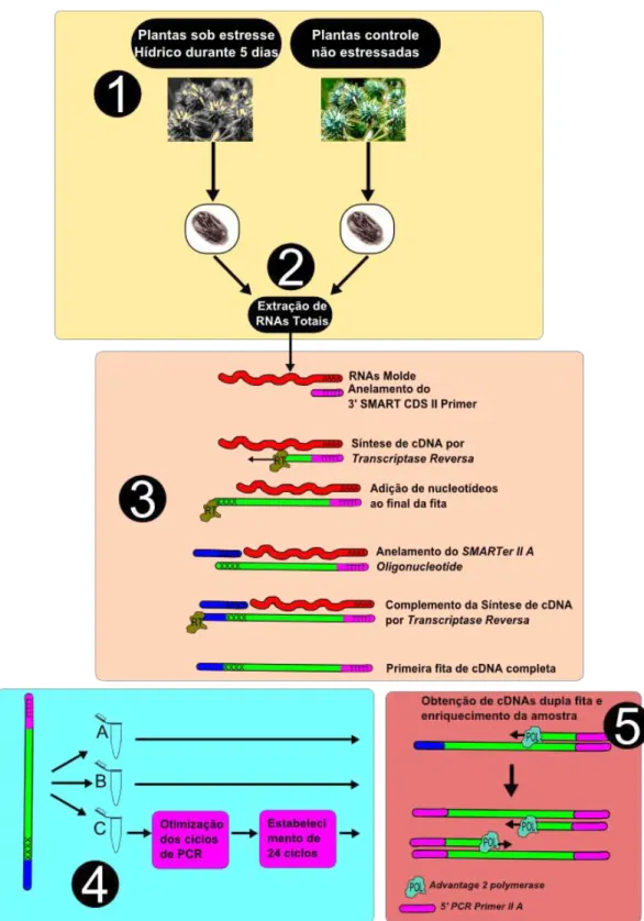 Figura  11:  Metodologia  para  obtenção  de  cDNAs.  1)  Após  as  passarem  pela  condição  de  estresse  hídrico,  das  plantas tratadas e controle foram extraídos dos frutos e obtido as sementes, das quais foram extraídos os RNAs totais  (2)