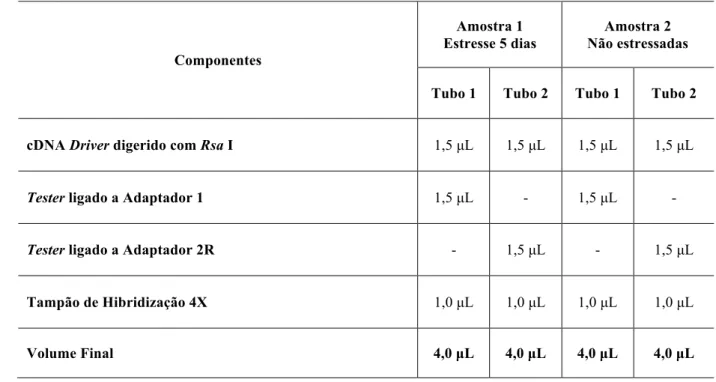 Tabela 2: Componentes e volumes utilizados na primeira hibridização dos cDNAs, tanto para 
