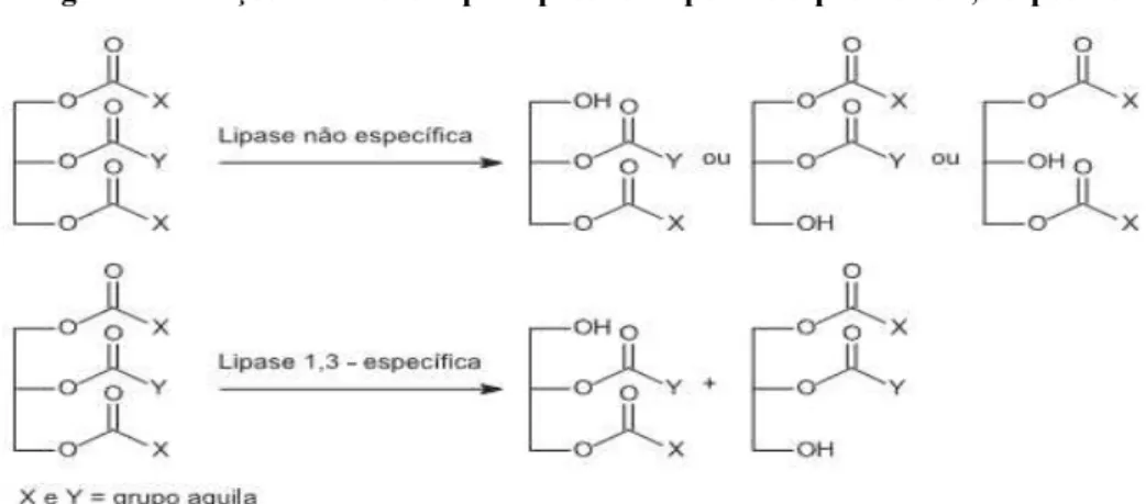 Figura 2 - Reações catalisadas por lipases do tipo não especifica e 1,3 especifica. 