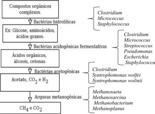 Figura 2.6: Etapas da digestão anaeróbia e seus principais microrganismos atuantes. 