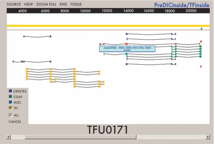 Figure 1 TFI graphical interface. The TFI graphical interface displays a region of the human genome sequence as a yellow line, with a scale in base pairs (bp)