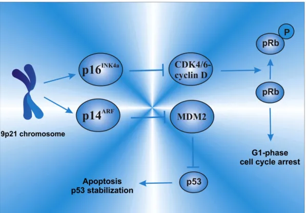 Fig. 2. The role and function of p16 INK4a /p14 ARF in the cell cycle control, apoptosis and their interaction with other key regulatory cell cycle proteins.