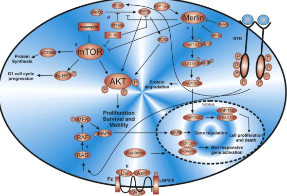 Fig. 4. The most common alterations in MM. a) the receptors tyrosine kinase (RTK) are frequently activated in MM and lead to an upregulation of RAS and PI3K pathway