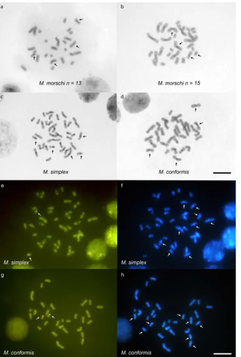 Figure 3. Mycetophylax metaphases submitted to C–banding technique and stained with fluorochromes