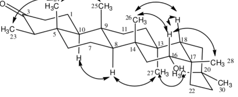 Figure 2. Some correlations observed in the NOESY spectrum of 16α-hydroxyfriedelin (4)