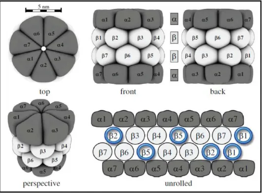 Figura  1:  Estrutura  do  proteassoma  20S  em  eucariotos.  Quatro  anéis  heptaméricos  superpostos  mantêm  a  estrutura  cilíndrica  ou  em  forma  de  barril  do  proteassoma  20S