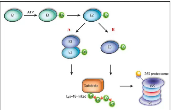Figura 2: O sistema de ubiquitinação. Depois de uma ativação ATP-dependente da glicina C-terminal de uma  molécula de ubiquitina (Ub) por E1, a Ub é transferida para E2, e, finalmente,  após a ligação do complexo  E2-ubiquitina a E3, a Ub é transferida dir