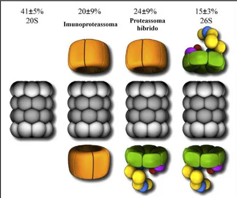Figura 3: Quantidade relativa das diferentes formas do proteassoma 20S encontradas no citosol de células  HeLa  (Tanahashi et al., 2000)
