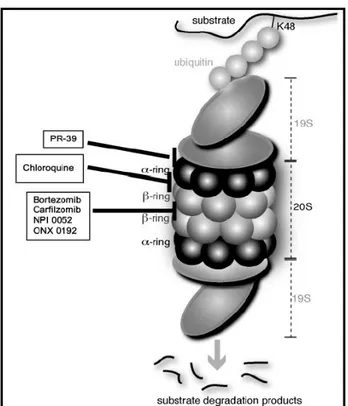Figura  4:  Sítios  de  ação  dos  inibidores  do  proteassoma.  O  inibidor  reversível  bortezomib  e  os  inibidores  irreversíveis  carfilzomib,  ONX  0192  e  NPI  0052  (salinosporide  A)  se  ligam  diretamente  à  subunidade  proteolítica  β5