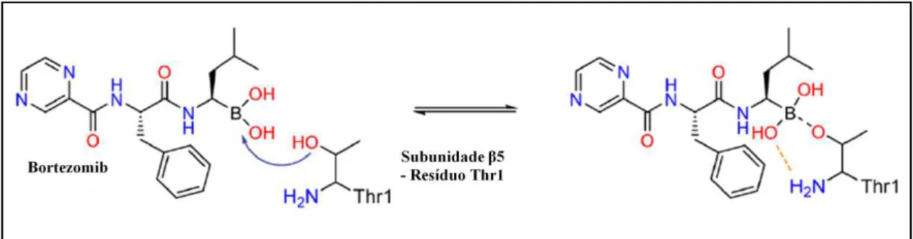 Figura 5: Mecanismo de inibição reversível do bortezomib sobre a subunidade β5 do proteassoma 20S