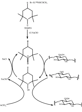 Figura 2.30 - Oxidação da celulose por TEMPO  N O TEMPOR R= H, NHCOCH 3 1/2 NaClO N OR N OHRNaClNaClO NaClO 2 OOOHCH2OHOHO OOOHOHOCHO OOOHCOOHOHO