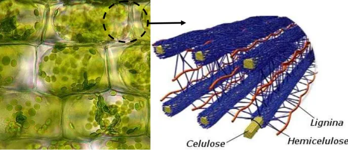 Figura 1. Estrutura das fibras do tecido vegetal. (Modificado de Yarris, 1999). 