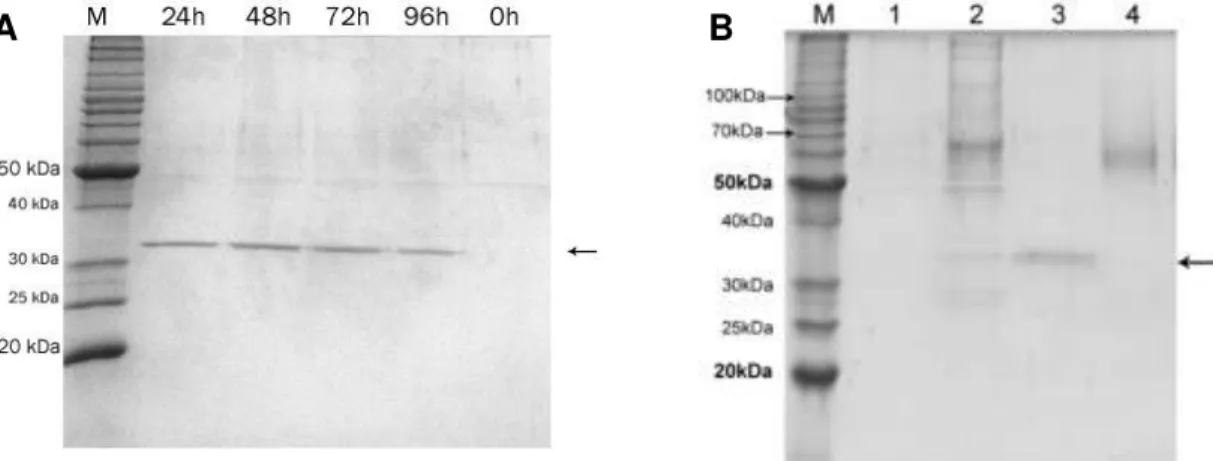 Figura  10.  Análise  SDS-PAGE  da  indução  do  clone  recombinante  escolhido  em  YEPD  não  tamponado  (A)  e  YEPD  tamponado  com  purificação  da  proteína  recombinante (B)