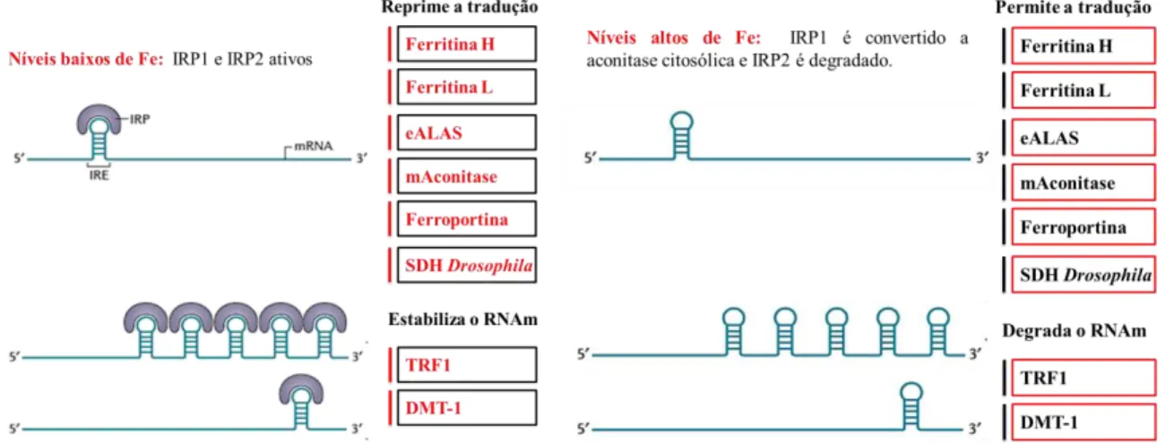 Figura 3 –  Controle celular do metabolismo de ferro pelo sistema regulatório IRE/IRP