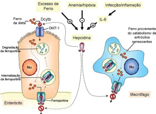 Figura 4 – Controle sistêmico do metabolismo de ferro pela hepcidina.  