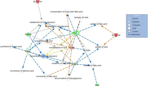 Figura  6  –   Rede  de  genes  diferencialmente  expressos  com  funções  no  metabolismo  de  lipídeos