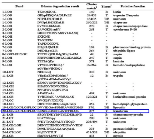 Figura 12 &gt; Sequência de aminoácidos da proteína antiviral obtidos por degradação de Edman.