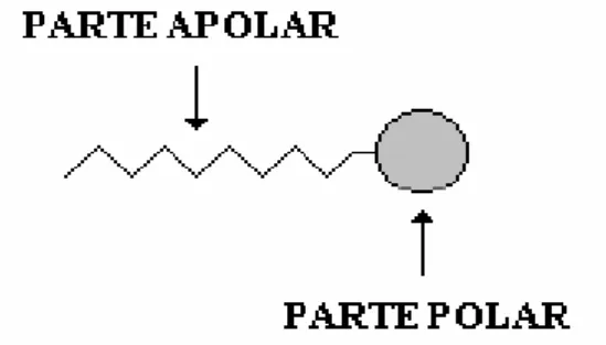 Figura 9 – Representação de uma molécula tensoativa (anfifílica). 