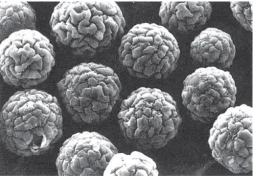 Figura 8 – Microscopia eletrônica de varredura do microcarregador Cytodex-1 colonizado com célula suína em  72 horas de cultivo (GE HEALTHCARE)