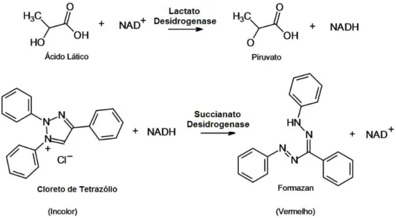 Figura 22 - Representação das reações enzimáticas envolvidas no método da LDH. 