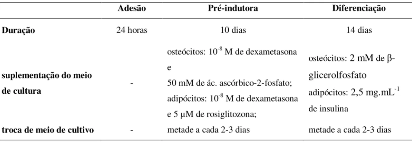 Tabela  11  –  Etapas  para  avaliar  a  capacidade  de  diferenciação  da  linhagem    hMSC-TERT    em  osteócitos  e  adipócitos após o cultivo m frasco spinner