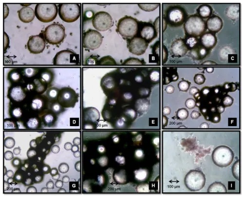 Figura  34  -  Imagens  de  microscopia  ótica  do  microcarregador  Pronectin ® F  com  células  no  decorrer  do  experimento 3