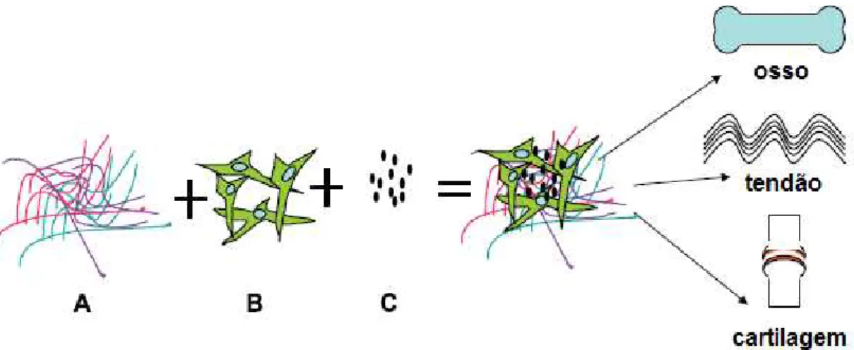 Figura  31  -  Princípio  da  engenharia  de  tecidos.  A)  material  biocompatível,  B)  células  adequadas  (célula-tronco) e C) substâncias bioativas para estimular a diferenciação específica