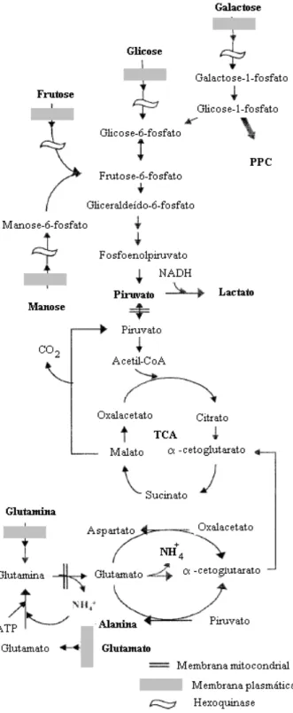 Figura  6  -  Representação  simplificada  do  metabolismo  da  glicose  e  da  glutamina  em  uma  célula  animal