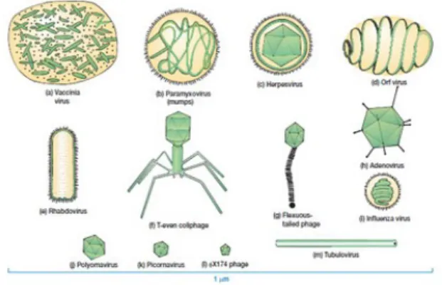 Figura 3 – Distintos tipos de vírus.Fonte: Google images. 