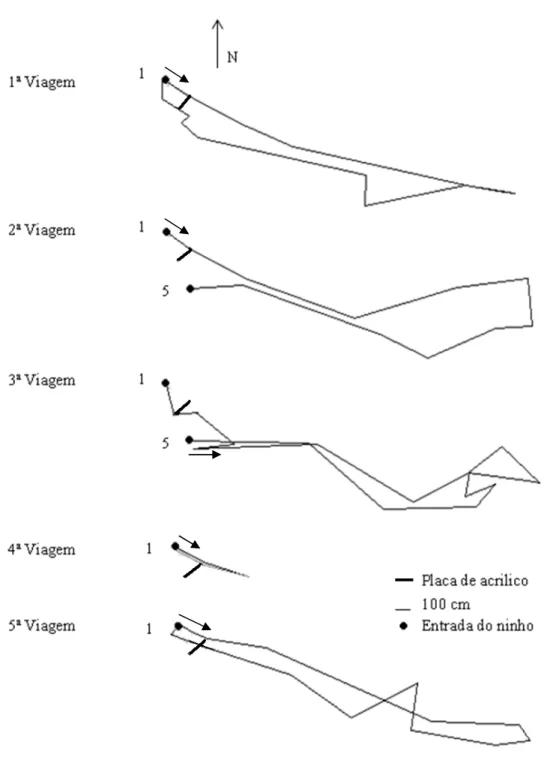 Fig. 2 Representação gráfica das viagens da operária 61.  