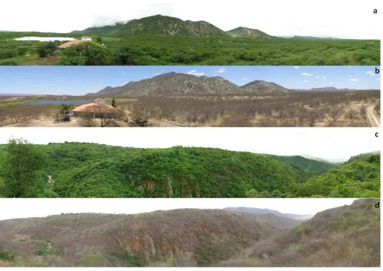 Figura 2 – Sazonalidade nas áreas de estudo. Figuras a-b = Jucurutu (Caatinga arbustiva aberta) estação chuvosa e estação seca, figuras c-d = Luís Gomes 