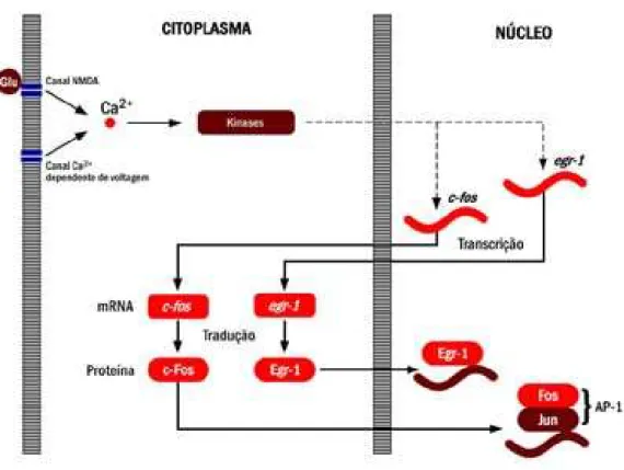 FIGURA 2 – Mecanismos de indução dos genes c-fos e egr-1 pelo influxo intra-celular  do íon cálcio (adaptado de Kaczmarek &amp; Chaudhuri, 1997)
