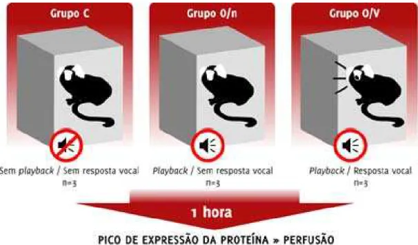 FIGURA 4 – Esquema do desenho experimental. 