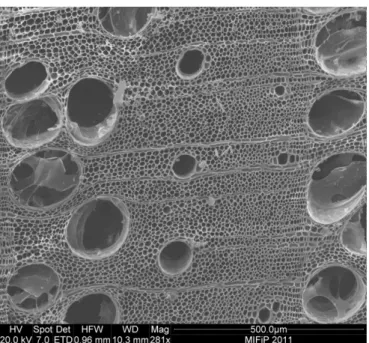 Fig. 25. Foto al SEM della sezione trasversale del carbone di Fraxinus excelsior L. (Standard) 