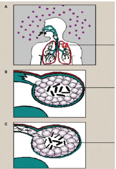 Figura 9 – Infeção pelo Mbt (Adaptado de Knechel, 2009) 