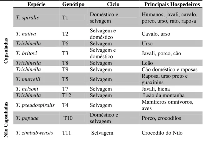 Tabela 2. Ciclos das espécies Trichinella e seus hospedeiros,  ( adaptado de Gottstein et  al., 2009; Pozio, 2007; Capó &amp; Despommier, 1996)