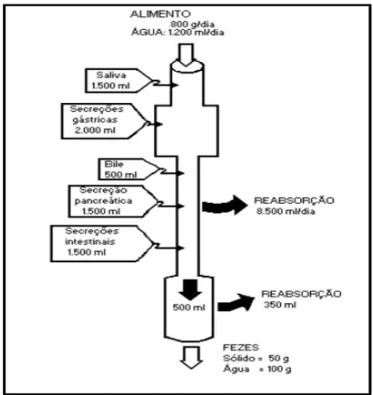 Figura 1 - Comportamento dos líquidos ao longo do tubo digestivo. Adaptado (Dias, 1999)