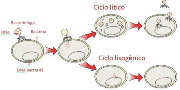 Figura 2. Esquema ilustrativo de ciclo de vida lítico e lisogênico   (Adaptado de www.sabedoria.ebrasil.net)
