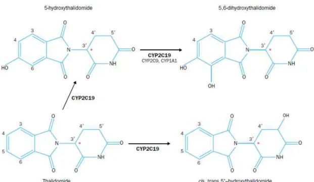 Figura 8: Principais metabolitos resultantes da ação enzimática sobre a talidomida (Franks et al