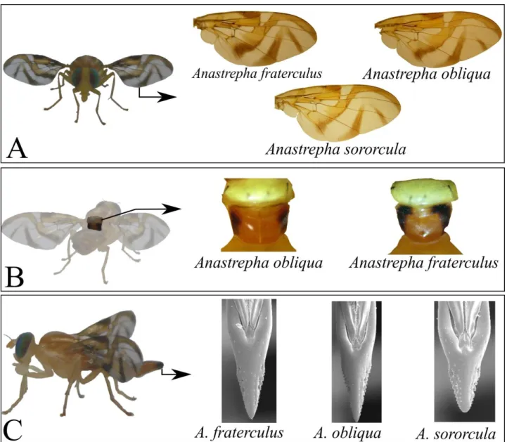 Figura  1.  Caracteres  morfológicos  utilizados  para  identificação  das  moscas.  Em  A,  temos  o  padrão  das  manchas  em  V  nas  asas