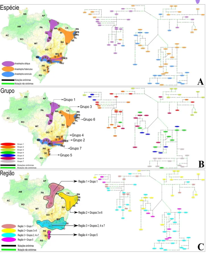 Figura 6.  Rede haplotípica para a região codificante do gene CG11912 indicando as relações filogenéticas  entre as três espécies estudadas neste trabalho