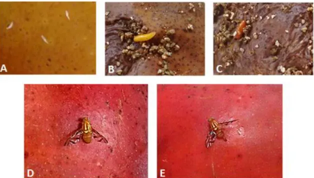 Figura 1. Fases da vida das moscas-das-frutas do gênero Anastrepha, mostradas  a partir da espécie Anastrepha obliqua
