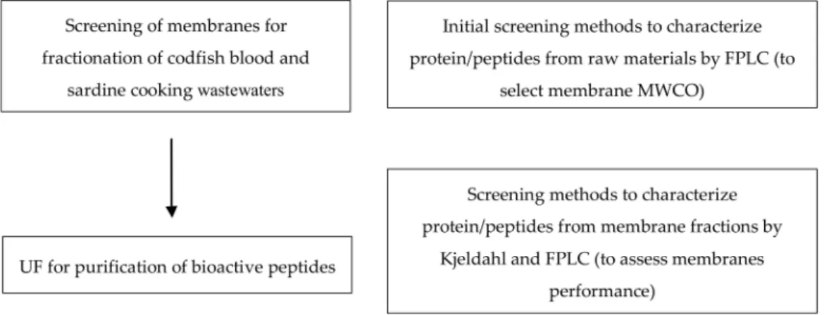 Figure 1. Flow diagram summarizing the experimental studies performed in this work.