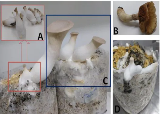 Figure  2.  Mushroom  by-products  obtained  by  solid  substrate  fermentation  only