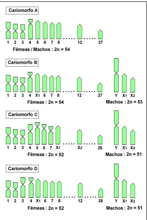 Figura  5:  Variabilidade  cromossômica  encontrada  na  espécie  Erythrinus  erythrinus