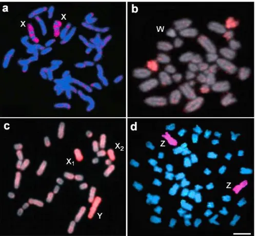 Figura 6:  Experimentos de pintura cromossômica em diferentes espéceis de  vertebrados