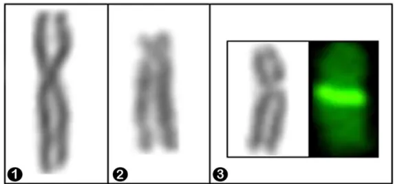 Figura 3. Cromossomos sexuais utilizados para a preparação de sondas de cromossomos totais, 3 